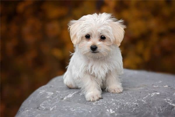 梦见小狗丢了是什么意思 梦见小狗丢了是什么意思