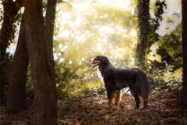 梦见狗咬别人是什么意思 梦见狗咬别人是什么意思