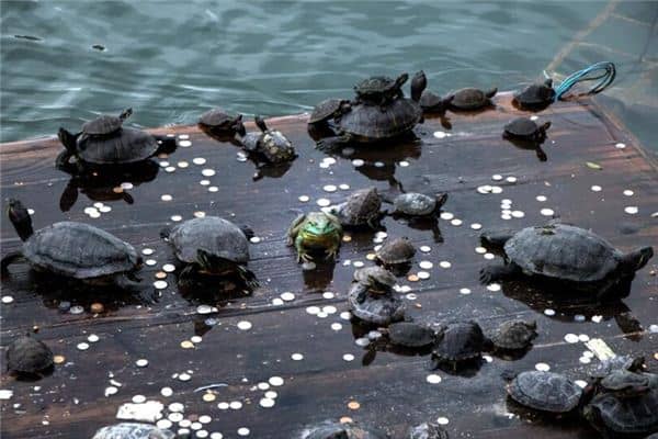 梦见被乌龟咬是什么意思 梦见被乌龟咬是什么意思