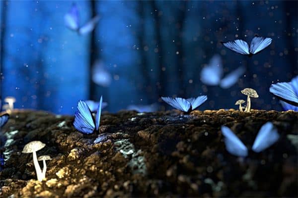 梦见蝴蝶飞舞是什么意思 梦见蝴蝶飞舞是什么意思