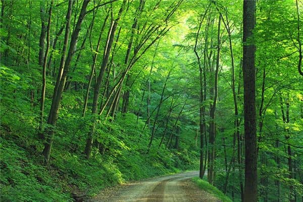 梦见植物茂盛是什么意思 梦见植物茂盛是什么意思