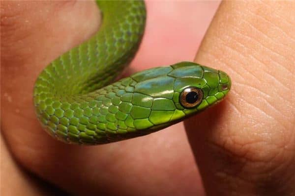 梦见蛇咬自己是什么预兆 梦见蛇咬自己是什么预兆