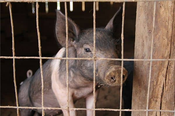 梦见猪圈倒塌是什么意思 梦见猪圈倒塌是什么意思