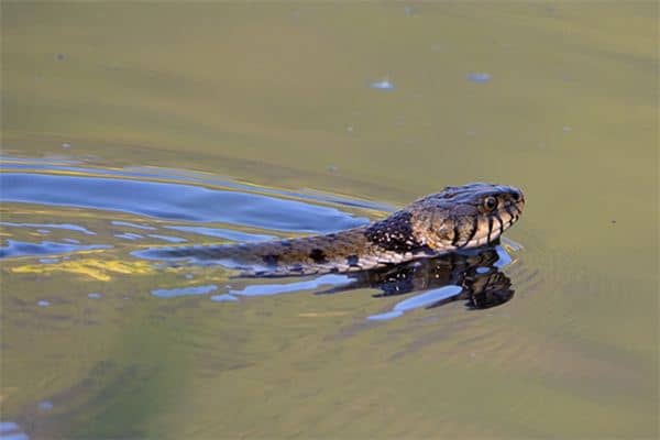 梦见水里有蛇是什么意思 梦见水里有蛇是什么意思