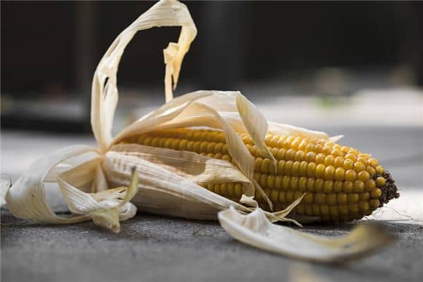 梦见吃玉米棒子 梦见吃玉米棒子