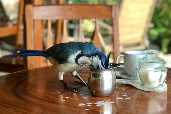 梦见偷东西被发现是什么预兆 梦见偷东西被发现是什么预兆