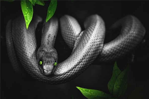 梦见蛇吃小孩是什么意思 梦见蛇吃小孩是什么意思