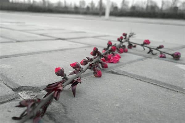 梦见树枝断了是什么意思 梦见树枝断了是什么意思