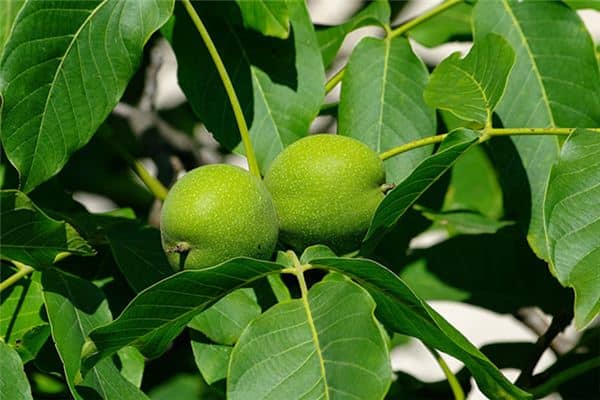 梦见青皮核桃是什么意思 梦见青皮核桃是什么意思