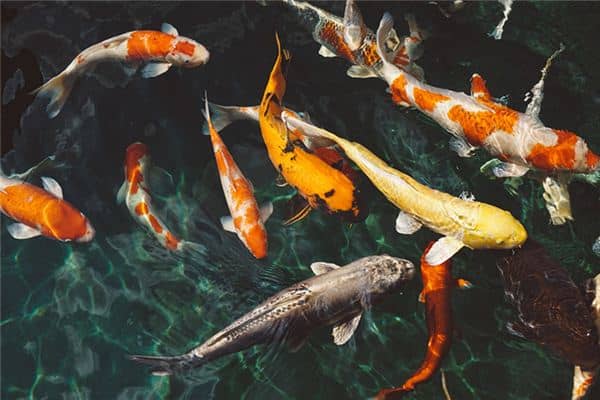 梦见好多大鱼是什么意思 梦见好多大鱼是什么意思