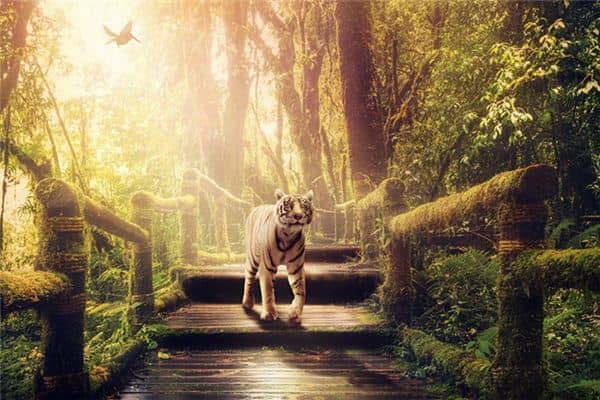 梦见老虎吃我是什么意思 梦见老虎吃我是什么意思