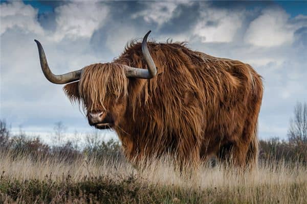 梦见被牛攻击是什么预兆 梦见被牛攻击是什么预兆