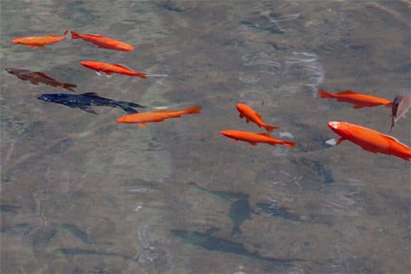 梦见捉到金鱼是什么意思 梦见捉到金鱼是什么意思