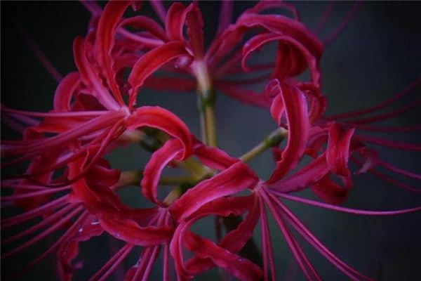 梦见蟹爪兰花是什么意思 梦见蟹爪兰花是什么意思