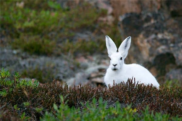 梦见兔子死了是什么意思 梦见兔子死了是什么意思