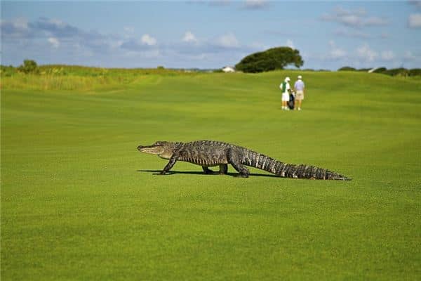 梦见被鳄鱼追着跑 梦见被鳄鱼追着跑