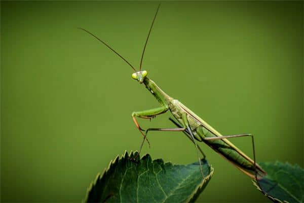 梦见螳螂咬我是什么意思 梦见螳螂咬我是什么意思