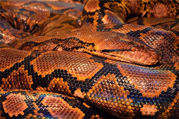 梦见蟒蛇吃人是什么预兆 梦见蟒蛇吃人是什么预兆