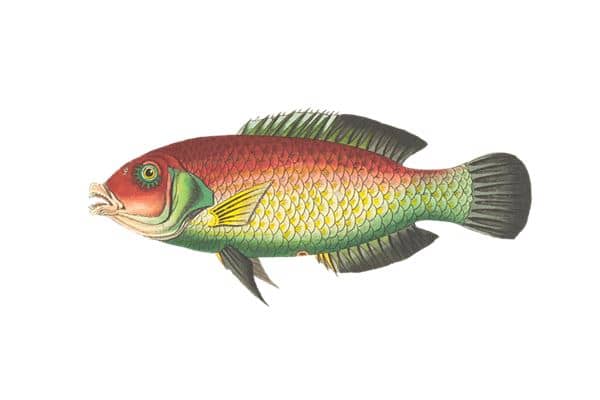 梦见鱼死了还有活鱼 梦见鱼死了还有活鱼