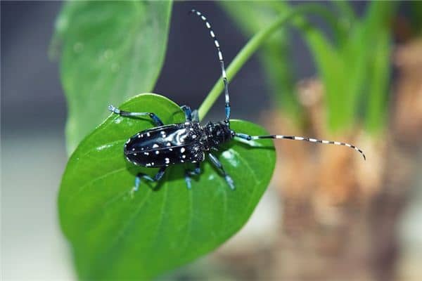 梦见虫子变异是什么意思 梦见虫子变异是什么意思