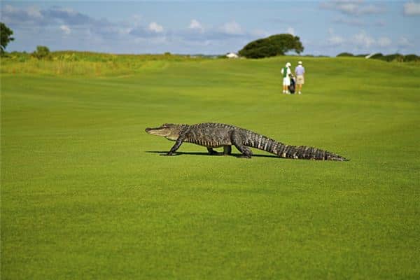 做梦梦到鳄鱼追我 做梦梦到鳄鱼追我