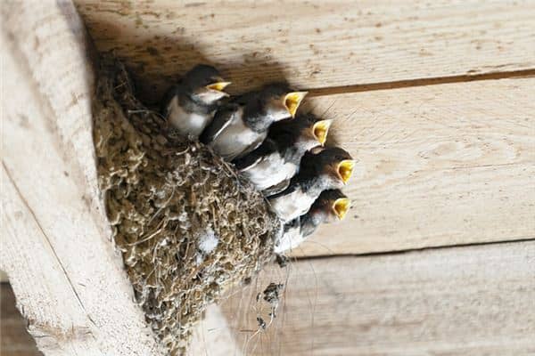 梦见燕子学飞是什么意思 梦见燕子学飞是什么意思