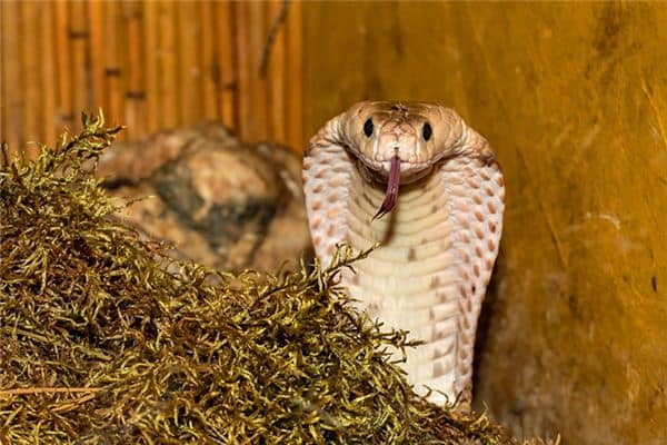 梦见毒蛇逃走是什么意思 梦见毒蛇逃走是什么意思