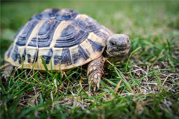 梦见捉到乌龟是什么意思 梦见捉到乌龟是什么意思