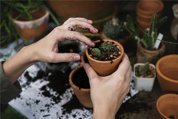 梦见手上扎刺是什么意思 梦见手上扎刺是什么意思