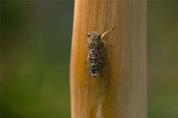 梦见捉知了猴是什么意思 梦见捉知了猴是什么意思