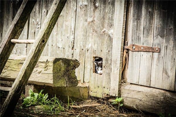 梦见野猫进家是什么意思 梦见野猫进家是什么意思
