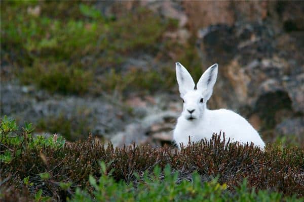 梦见抓白兔子是什么意思 梦见抓白兔子是什么意思