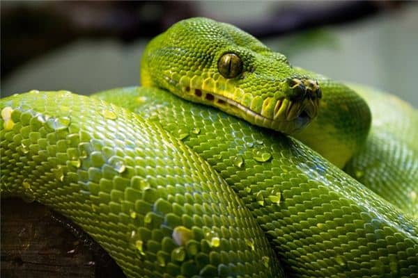 梦见蛇成两段是什么意思 梦见蛇成两段是什么意思