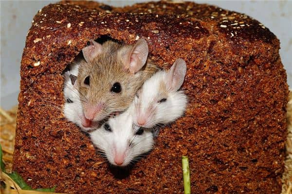 梦见一窝老鼠是什么意思 梦见一窝老鼠是什么意思