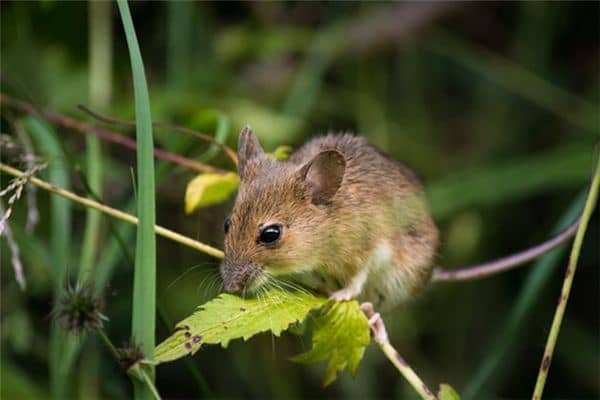 梦见被老鼠追是什么意思 梦见被老鼠追是什么意思