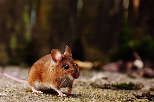 梦见被老鼠咬是什么意思 梦见被老鼠咬是什么意思