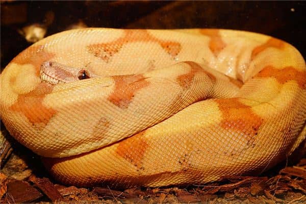 梦见大蛇盘着是什么意思 梦见大蛇盘着是什么意思