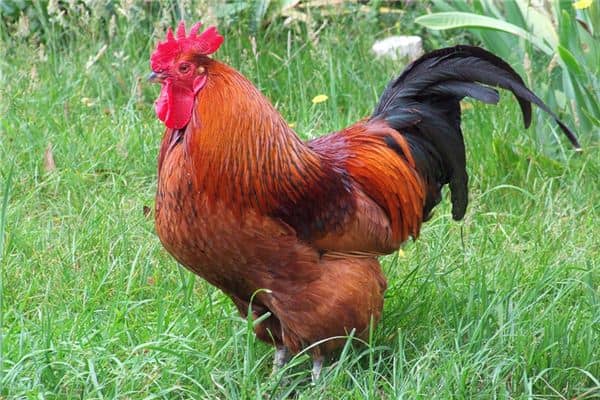 梦见大红公鸡是什么意思 梦见大红公鸡是什么意思