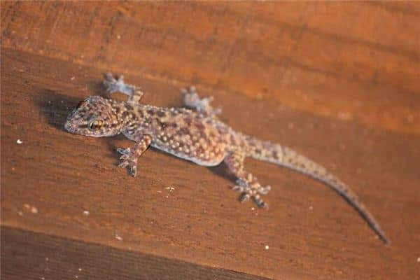 梦见很多壁虎是什么意思 梦见很多壁虎是什么意思