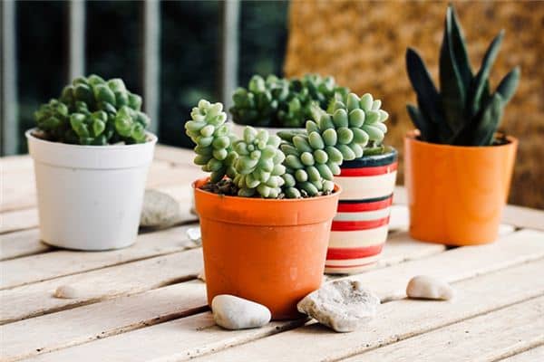 梦见多肉植物是什么意思 梦见多肉植物是什么意思