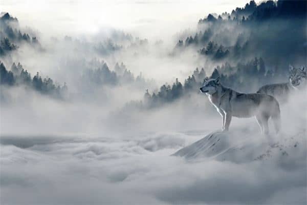 梦见杀狼见血是什么意思 梦见杀狼见血是什么意思