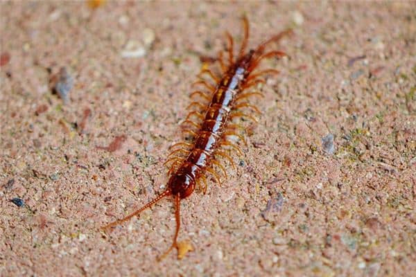 梦见蛇和蜈蚣是什么意思 梦见蛇和蜈蚣是什么意思