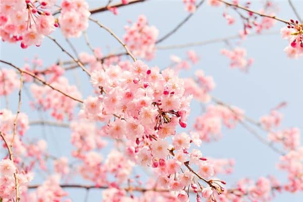 梦见枯树开花是什么意思 梦见枯树开花是什么意思