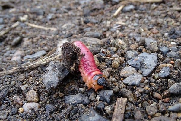 梦见蛆咬自己是什么意思 梦见蛆咬自己是什么意思