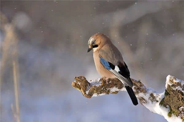 梦见被鸟咬手是什么意思 梦见被鸟咬手是什么意思