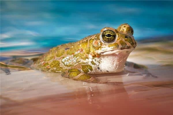 梦见青蛙咬我是什么意思 梦见青蛙咬我是什么意思