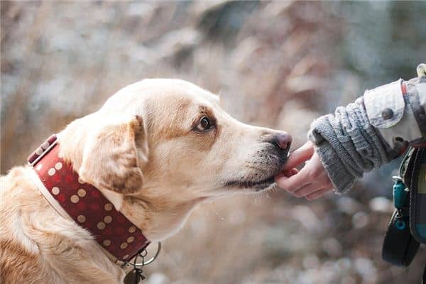 梦见和狗玩耍是什么意思 梦见和狗玩耍是什么意思