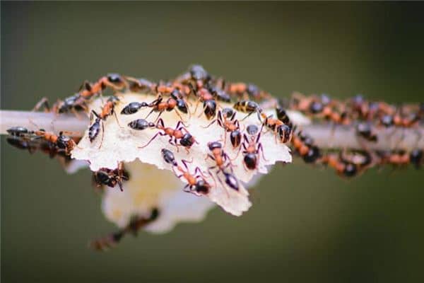梦见蚂蚁成群是什么意思 梦见蚂蚁成群是什么意思