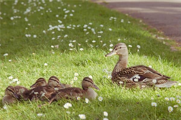 梦见家禽成群是什么意思 梦见家禽成群是什么意思