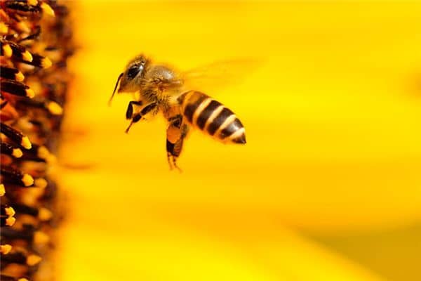 梦见被蜂子蜇是什么意思 梦见被蜂子蜇是什么意思